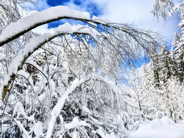 Black Forest Winter Season Path Snow Trees Sunshine Background — Stock Photo, Image