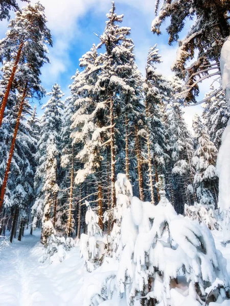 Neve Branca Cobriu Floresta Inverno Com Abetos Contra Céu Azul — Fotografia de Stock