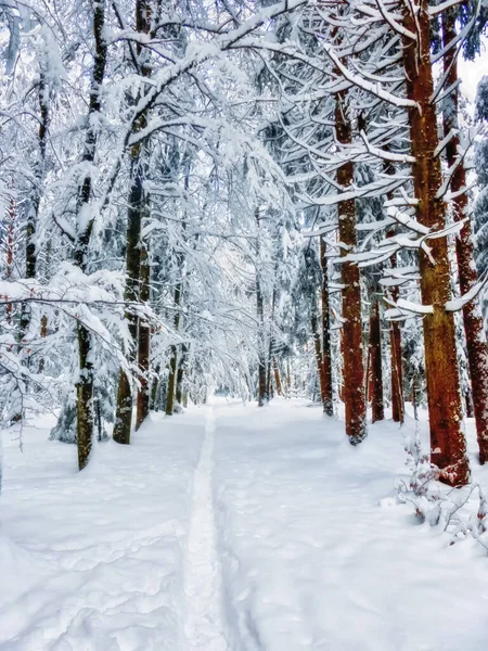 Fundo Inverno Com Árvores Neve — Fotografia de Stock