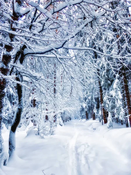 Fundo Inverno Com Árvores Neve — Fotografia de Stock