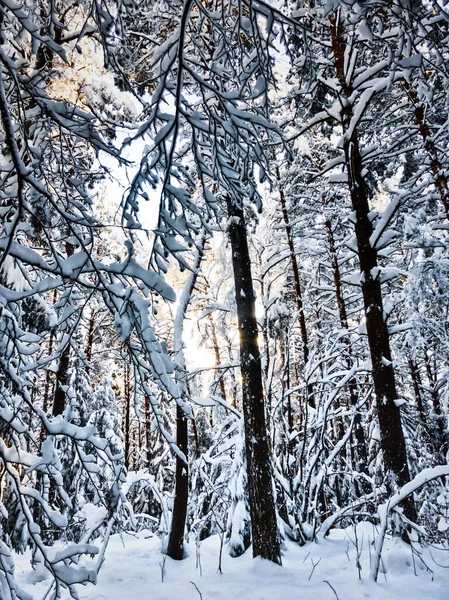 Floresta Selvagem Com Neve Troncos Árvore Madeira Com Caminho Nevado — Fotografia de Stock