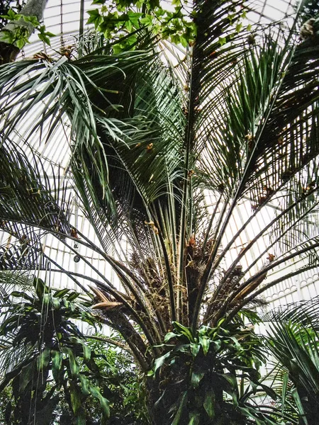 Palm House Botanic Gardens Belfast Severní Irsko — Stock fotografie