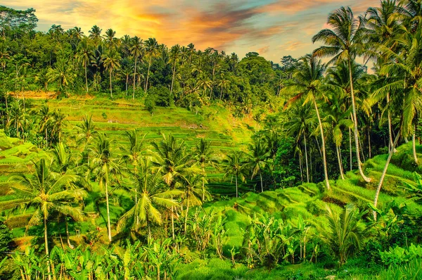 Campos Arroz Isla Bali Indonesia Viajes Antecedentes Naturales — Foto de Stock