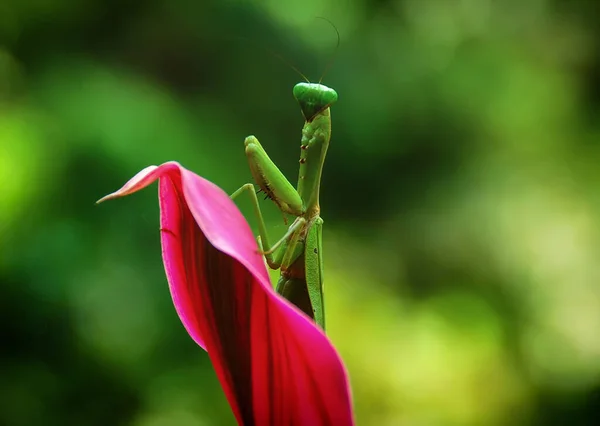 Orando Mantis Orden Mantodea Hoja Klungkung Bali Indonesia — Foto de Stock