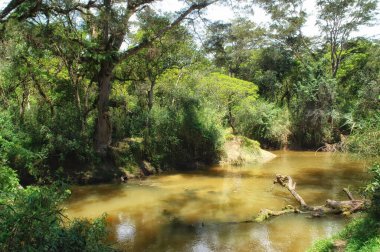 Papua Avatip dağlarındaki Wamena nehri. Wamena Vadisi Endonezya 'nın doğal bir rezervi. Turizm ve doğaya seyahat. Papua wamena 'da kabile macerası. Nehir ve dağlarla güzel bir manzara..