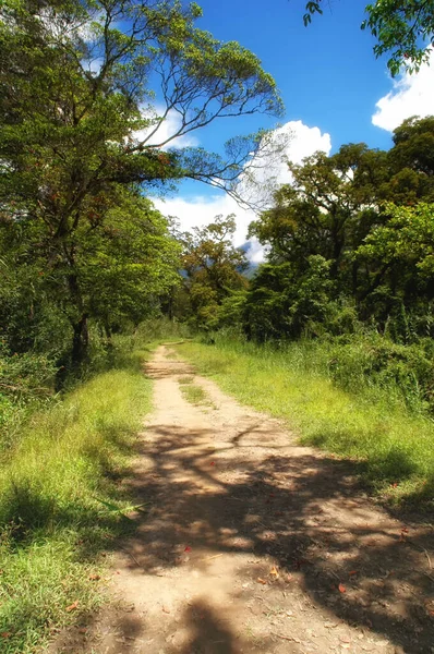 Camino Angosto Medio Selva Indonesia Papúa Occidental Indonesia Asia — Foto de Stock