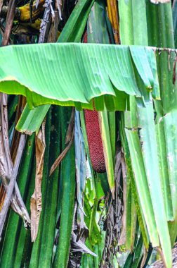 Kırmızı meyve Buah Merah Papua. Medeni dünyadaki tüm hastalıklar için mucizevi bir tedavi..
