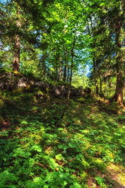 Güzel Orman Doğa Sahnesi