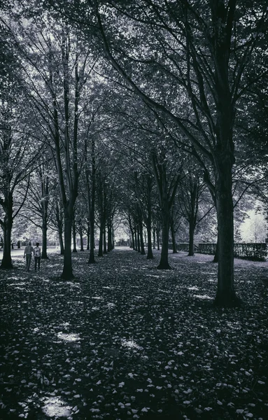 Parkromantik — Stockfoto