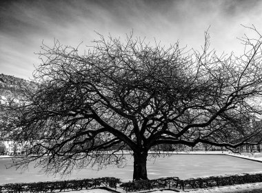 Kış ağacı 