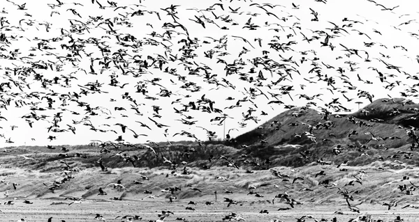 Inúmeras gaivotas — Fotografia de Stock