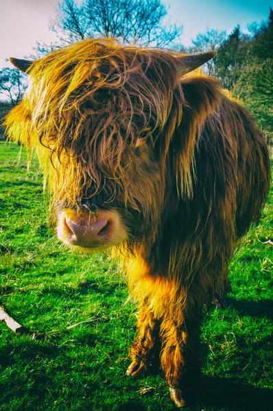 Vaca das terras altas — Fotografia de Stock