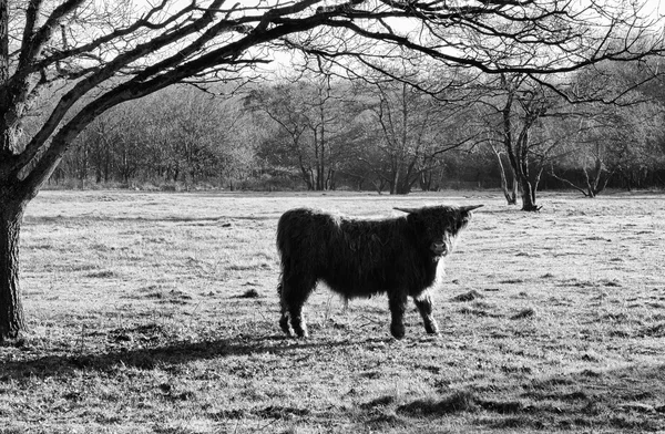 Vaca das terras altas — Fotografia de Stock