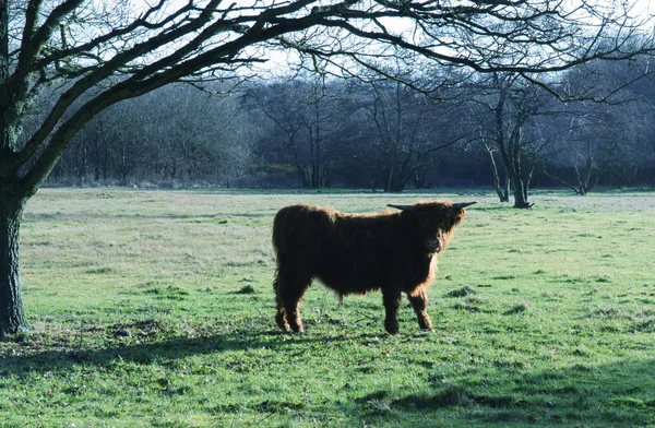 ハイランド牛 — ストック写真