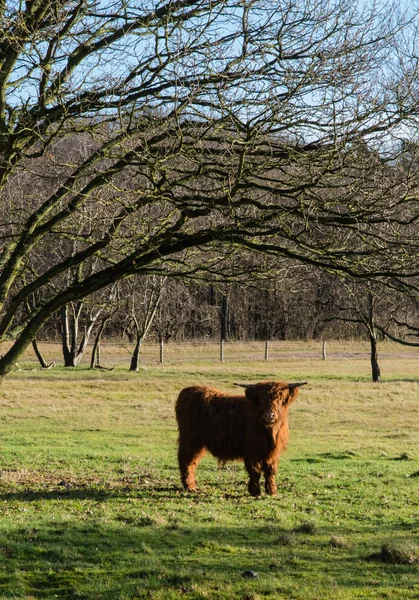 Vaca das terras altas — Fotografia de Stock