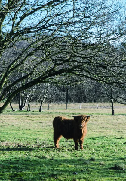 Vaca montañosa — Foto de Stock