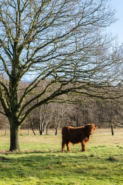 Vaca das terras altas — Fotografia de Stock