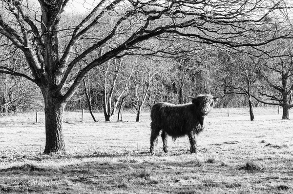 Vaca das terras altas — Fotografia de Stock