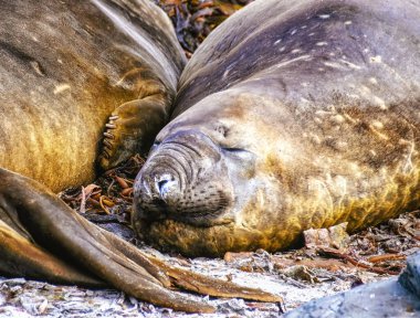 Deniz aslanı adasında, Falkland Adaları 'nda gün batımında çimde uyuyan deniz fili.