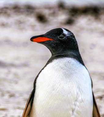 Falkland Adaları 'ndaki Deniz Aslanı Adası' ndaki Gentoo Penguen (Pygoscelis papua) kolonisi.