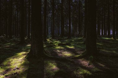 Aywaille, Belçika yakınlarındaki ormanda güzel bir ağaç manzarası.