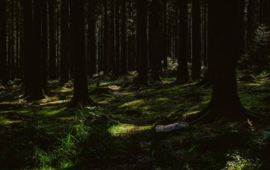 Aywaille, Belçika yakınlarındaki ormanda güzel bir ağaç manzarası.