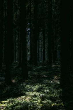 Aywaille, Belçika yakınlarındaki ormanda güzel bir ağaç manzarası.