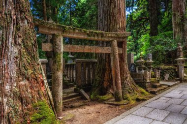 Bir yol Okunoin antik Budist mezarlıkta Koyasan, Japonya.