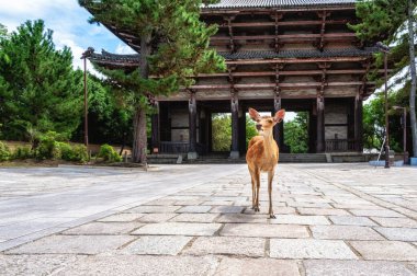 Todaiji Tapınağı 'ndaki eski bir kapının önünde turistler arasında özgürce dolaşan vahşi bir geyik. Nara, Japonya