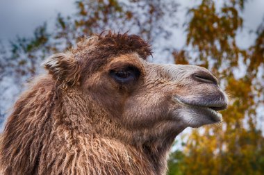 Bir Arap deve veya Dromedary portresi