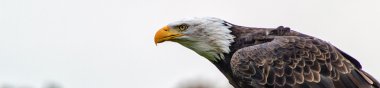 a Bald eagle clipart