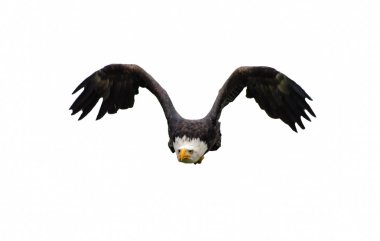 Amerikan kel kartal