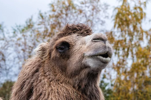 Um retrato de um camelo árabe ou Dromedary — Fotografia de Stock