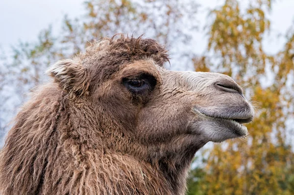 Um retrato de um camelo árabe ou Dromedary — Fotografia de Stock