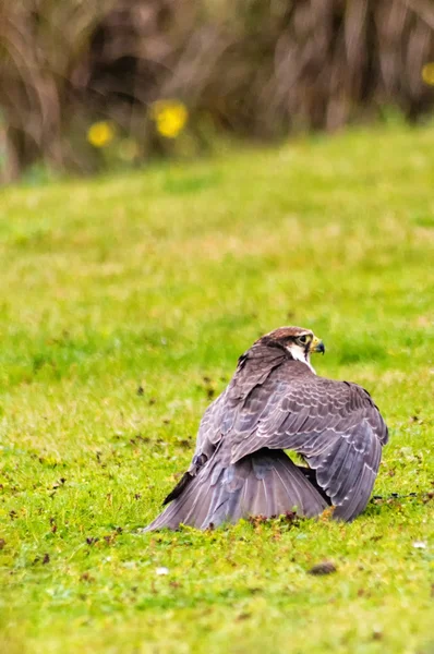 Un faucon pèlerin — Photo