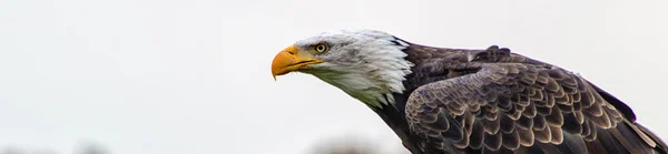 Un águila calva — Foto de Stock