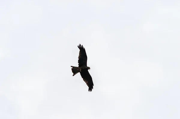 Un halcón peregrino — Foto de Stock