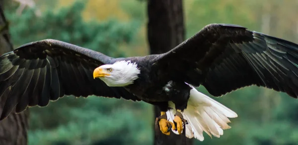 Un águila calva — Foto de Stock