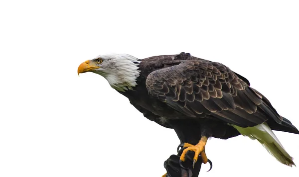 Un águila calva — Foto de Stock