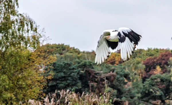 Águila de cola blanca — Foto de Stock