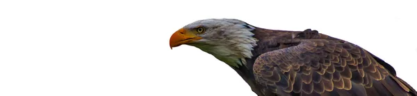 A Bald eagle — Stock Photo, Image