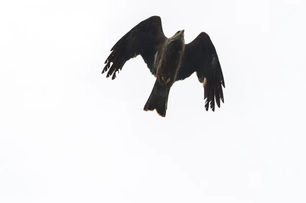 Um Falcão Peregrino — Fotografia de Stock