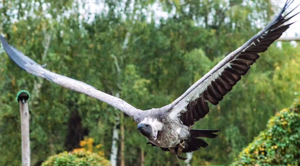 Um abutre griffon — Fotografia de Stock