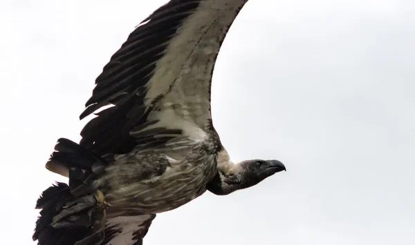 Um abutre griffon — Fotografia de Stock