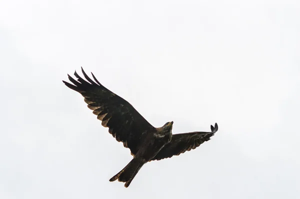 Un halcón peregrino — Foto de Stock