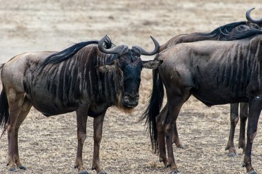 Ngorogoro Milli Parkı, Tanzanya, wildebeest