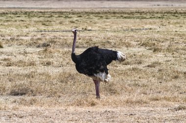 Struthio camelus (deve kuşu)