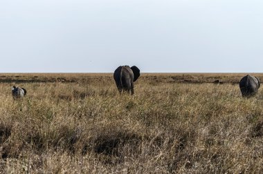 Arka görünümü filler