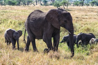 Ngorogoro doğa rezerv, Tanzanya sürüsü