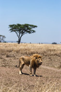 Görkemli bir aslan
